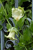 COBEA SCANDENS