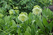COBEA SCANDENS