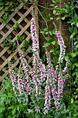 LYTHRUM SALICARIA BLUSH