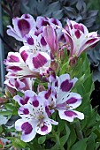 ALSTROEMERIA INCA MAGIC