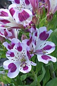 ALSTROEMERIA INCA MAGIC