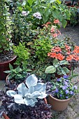 CONTAINER GARDEN