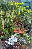 SUMMER CONTAINER GARDEN