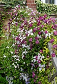 CLEMATIS MIXED ON TRELLIS
