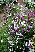 SWEETPEAS IN GARDEN SETTING