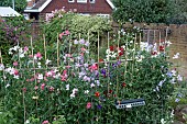 SWEETPEAS IN GARDEN SETTING