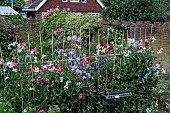 SWEETPEAS IN GARDEN SETTING