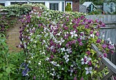 CLEMATIS MIXED VITICELLA HYBRIDS