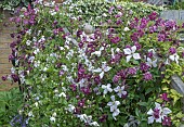 CLEMATIS ON FENCING