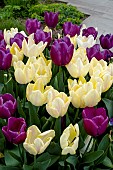 TULIPA SUNNY PRINCE & PURPLE PRINCE