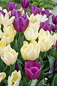 TULIPA SUNNY PRINCE & PURPLE PRINCE