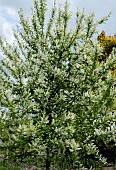 PRUNUS PADUS WATERERI