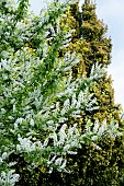 PRUNUS PADUS WATERERI