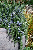 ROSMARINUS OFFICINALIS PENDULA PROSTRATUS