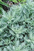 GALACTITES TOMENTOSA