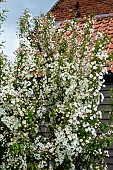 MALUS BREVIPES WEDDING BOUQUET AGM