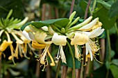 LONICERA PERICLYMENUM GRAHAM THOMAS AGM