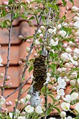 BROWN TAIL MOTH LARVEA