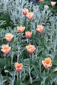 TULIPS IN A BED OF STACHYS
