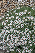 RHODANTHEMUM AFRICAN EYES