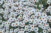 RHODANTHEMUM AFRICAN EYES