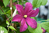 CLEMATIS REMEMBRANCE
