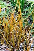 LIBERTIA PEREGRINANS