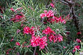 GREVILLEA ROSMARINIFOLIA