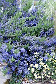 ROSMARINUS OFFICINALIS SISSINGHURST BLUE