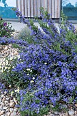 ROSMARINUS OFFICINALIS SISSINGHURST BLUE