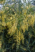 ACACIA PRAISSIMA