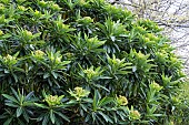 EUPHORBIA MELLIFERA