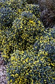 COROKIA COTONEASTER