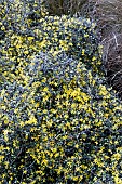COROKIA COTONEASTER