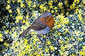 ROBIN (ENTHACUS RUBECULA)