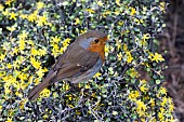 ROBIN (ENTHACUS RUBECULA)