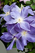 CLEMATIS DIANAS DELIGHT