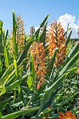 HEDYCHIUM COCCINEUM TARA