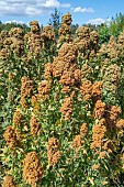 QUINOA CHENAPODIUM QUINOA