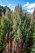 RED AZTEC SINICH CHENOPODIUM NUTTAILLIAE