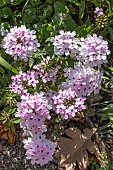 VERBENA HYBRIDA