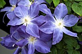 CLEMATIS DIANAS DELIGHT