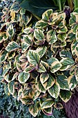 PLECTRANTHUS EASY GOLD