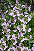 SCAEVOLA AEMULA PINK FUSION