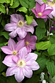 CLEMATIS AMBERLINE