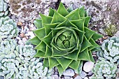 ALOE COSMO