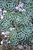 ECHEVARIA DORIS TAYLOR