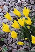 STERNBERGIA SICULA