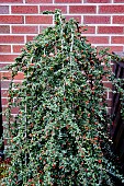 COTONEASTER HYBRIDUS PENDULA