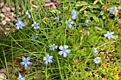 CYANANTHUS SHERRIFII